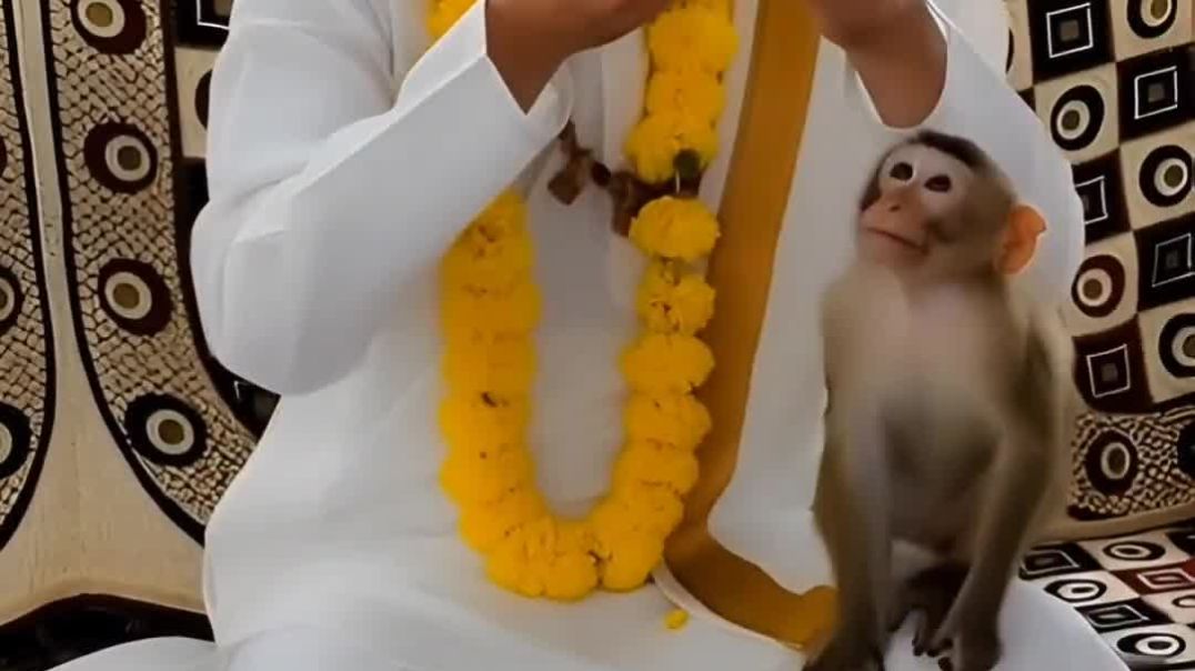 शनिवार को बन्दर आया बाबा के पास _ @bageshwardhamsarkar @hanuman @ram @shanid_Full-HD