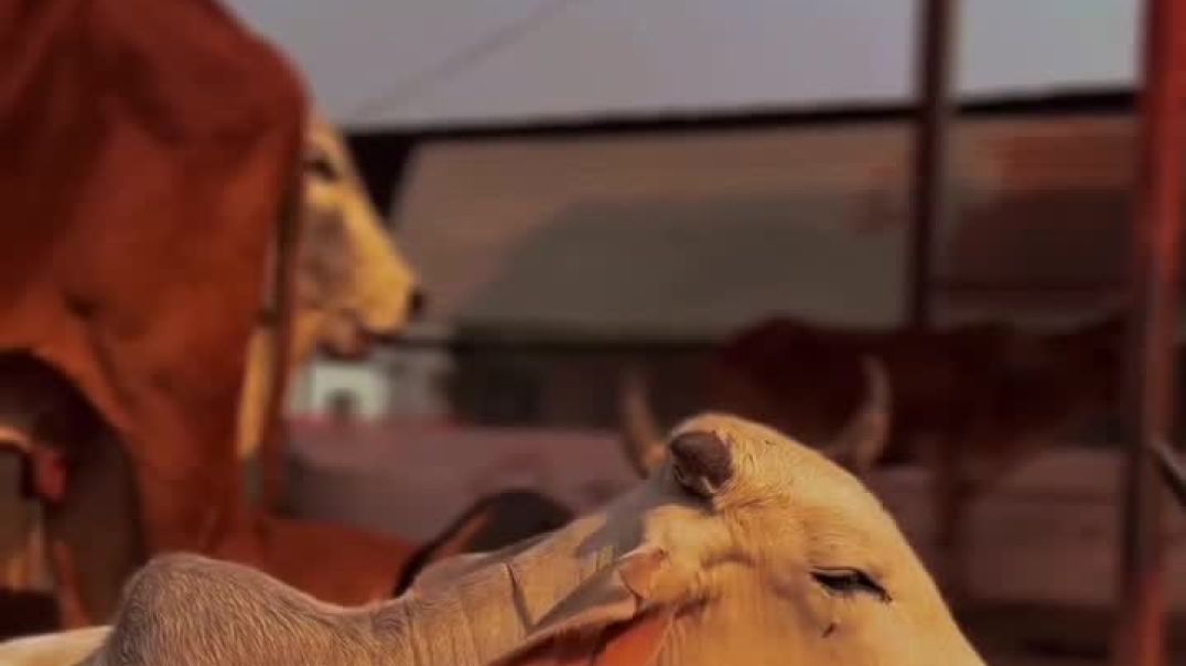 VID_20251208_223709_547