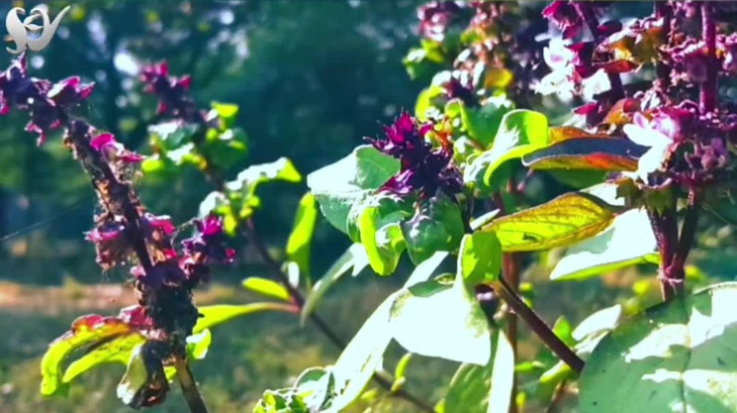 ⁣प्राकृतिक पेड़ पौधों की सुंदरता