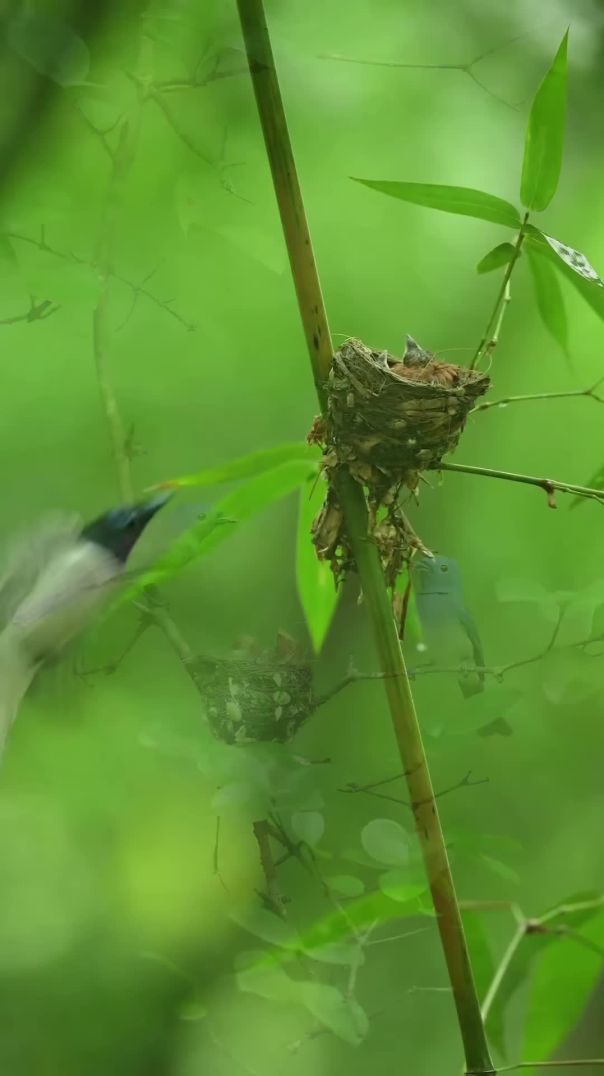 Birds. ||Beautiful birds