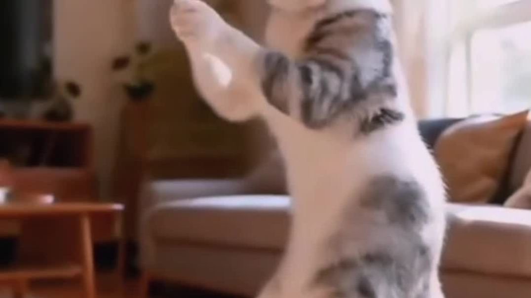 ⁣So cute cat 😺😍