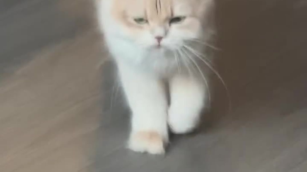 ⁣Cute cat baby 🤩