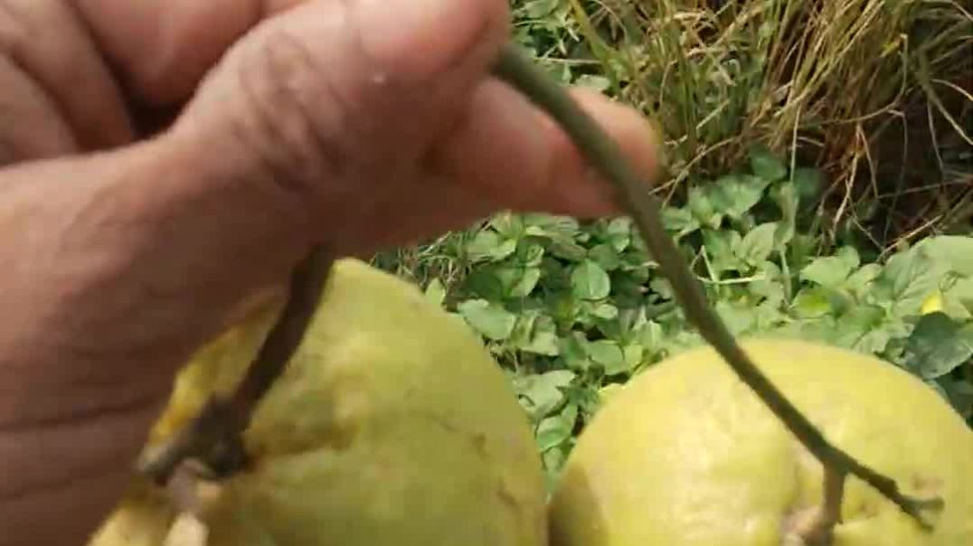 ⁣3_नवंबर_2025(1080p)