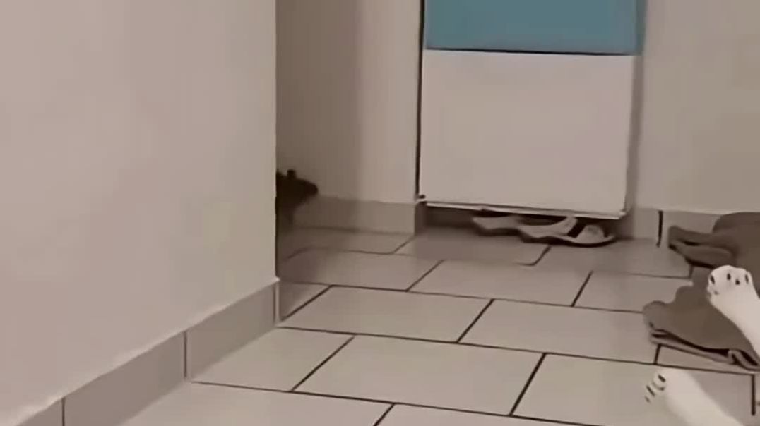 ⁣Cat 😺 cat tumane acha kiya