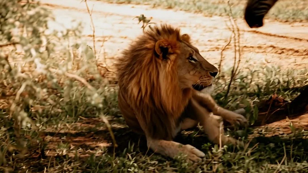 47d60500-646d-4c72-80d2-74dfebe64ca4_hd