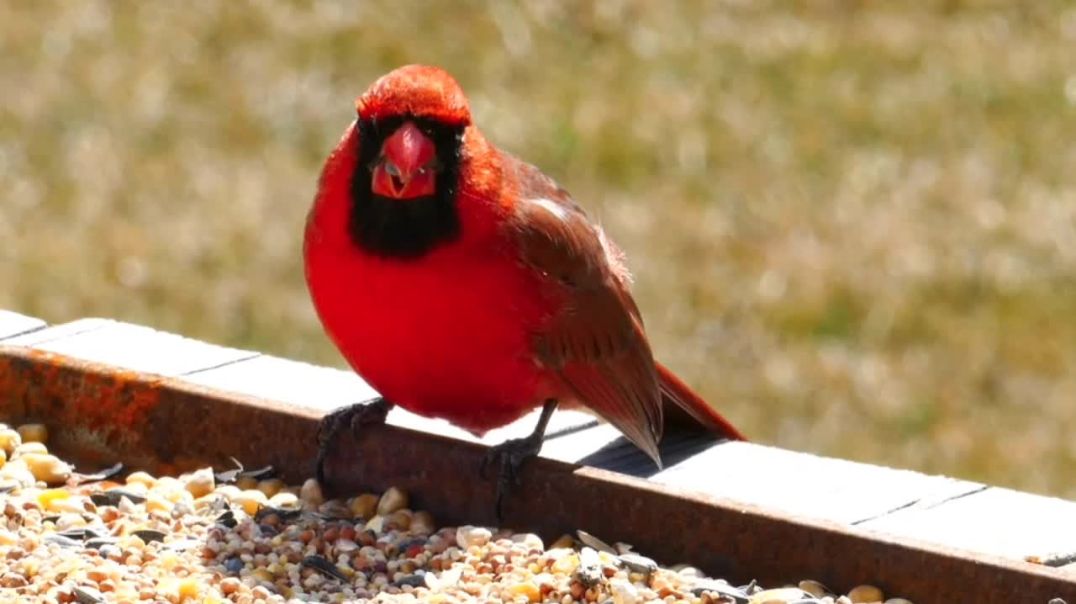 ⁣Sparrow  Beautiful bird 4k Ultra Video