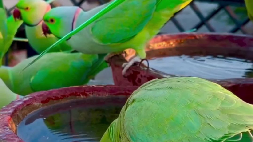 ⁣Parrot reels 🦜🦜