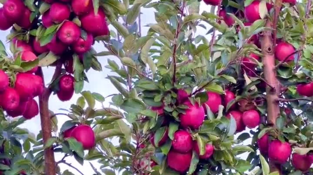 ⁣Apple plants ☘️☘️🍎🍎🍎🍎