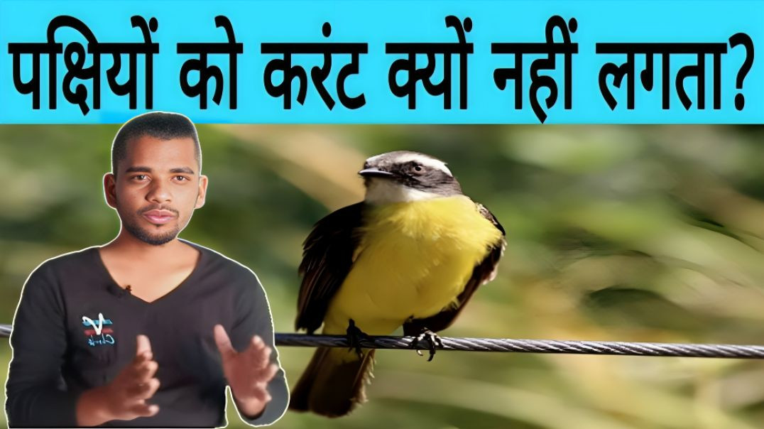 ⁣पक्षी को करेंट क्यों नहीं लगता | pakshi, chidiya ko current kyo nhi lagata | AC Prashant