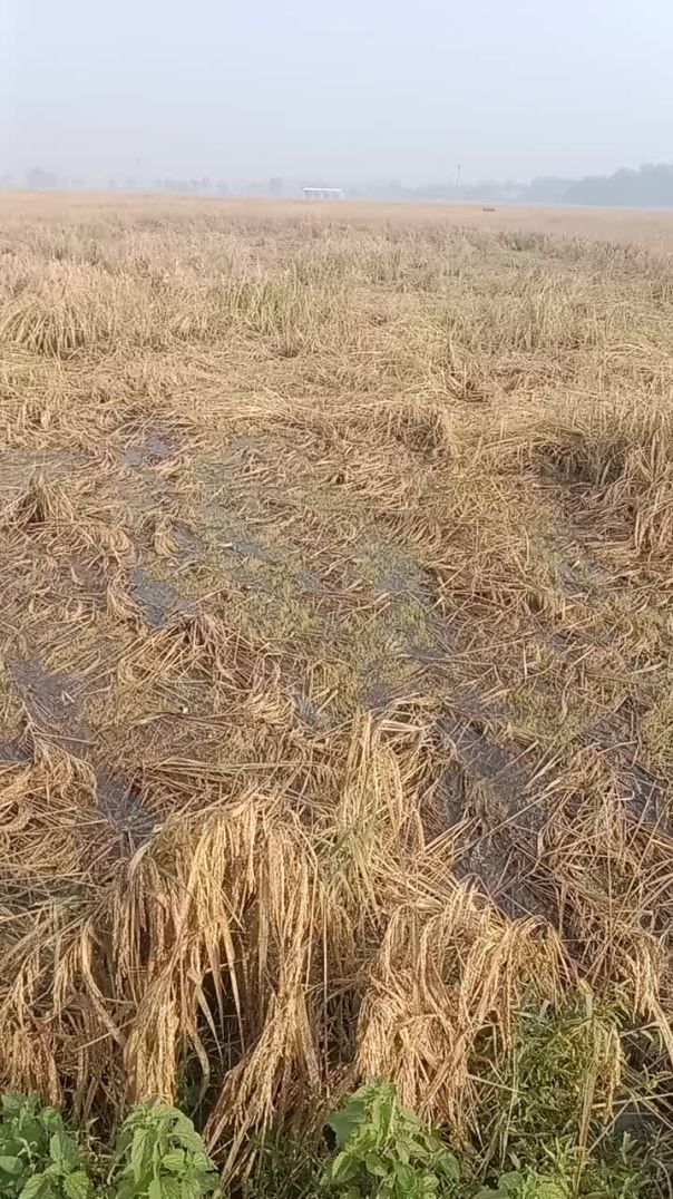 Barish mein barbad kar diya dhaan ki fasal