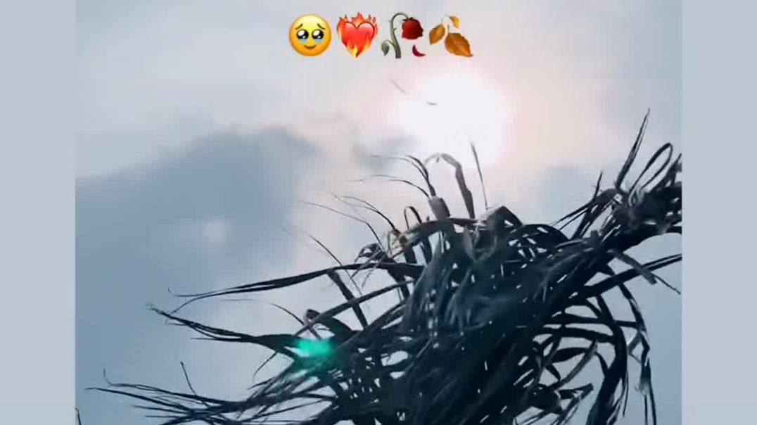 VID_20251107_065119_583