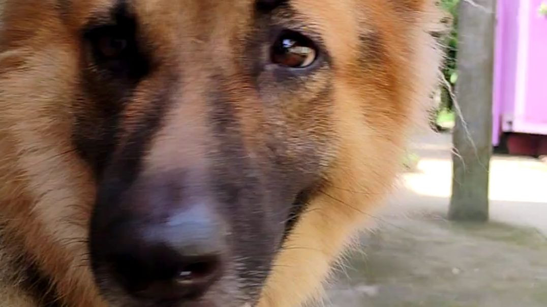 ⁣यह मेरा सबसे अच्छा दोस्त 🐕‍🦺# Germanshepherd # RajuDa