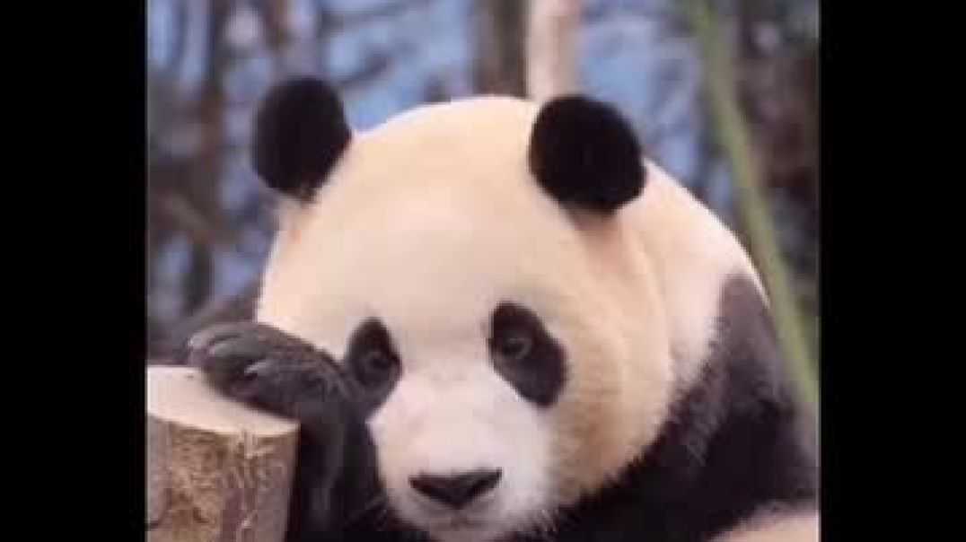 janwar_ki_baat-20251205-0001