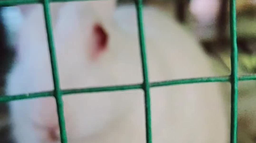 ⁣Bunni my nephew kid @abportalcreation #clipo #pets #fun,pets