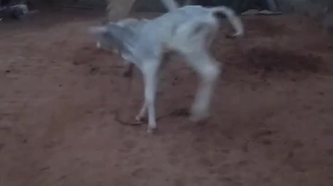 VID_20251220_050936_473