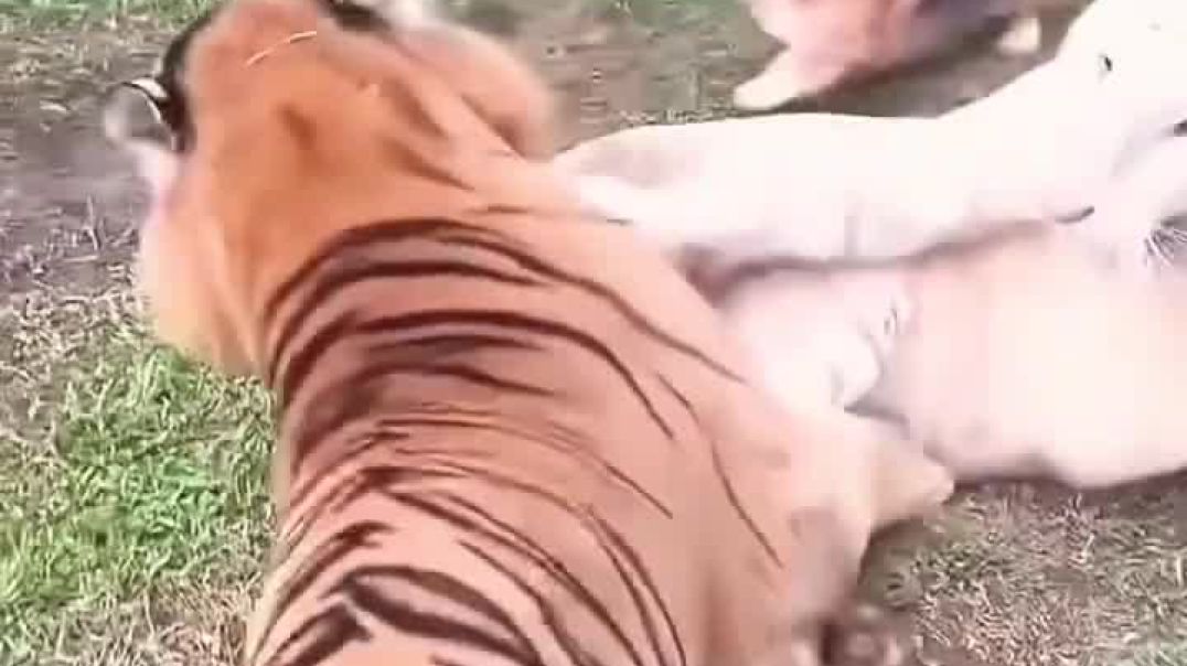 ⁣geography#nationalgeography #Ani