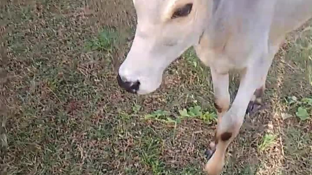 ⁣India ka fast bull 10 months