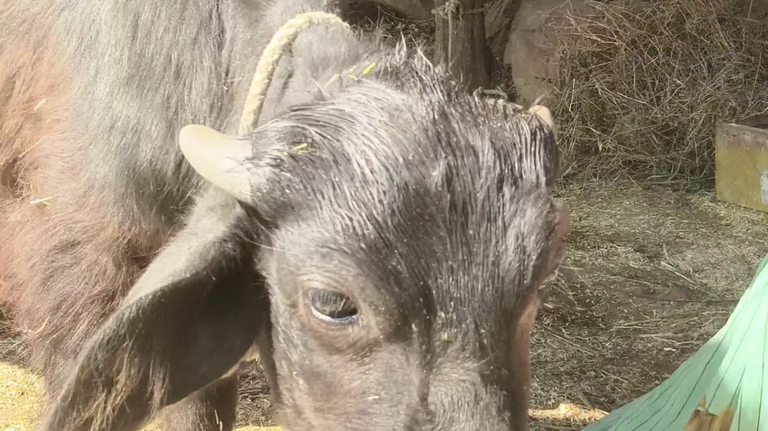 ⁣तुम्हें 🥱देखने को 🙏तरसते ही आंखें 👈