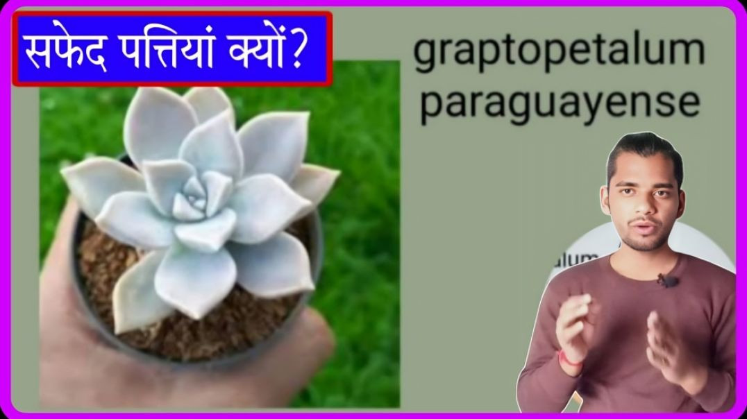 ⁣why trees have only green leaf, Graptopetalum paraguayense tree have white leaf why? by ac prashant