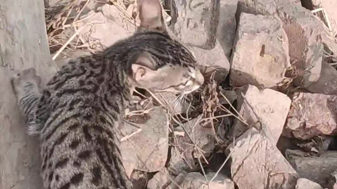 ⁣Trending song on all social media app