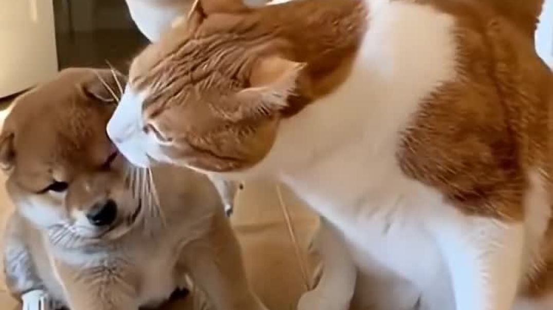 ⁣Funny video 😂😂 puppy