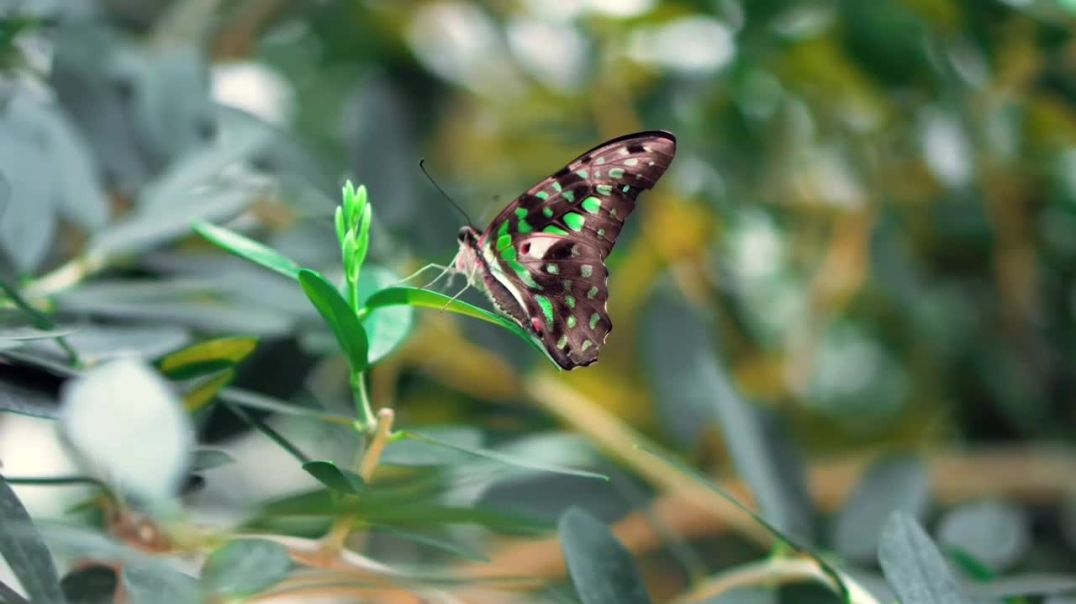 ⁣Beautiful Butterfly 🦋 4k ultra Video