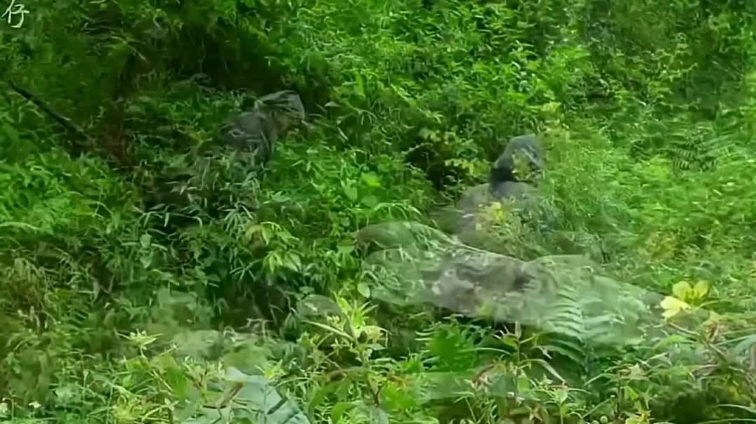 ⁣पेड़ के अंदर बना आश्रय🫡 #jungleshelter1 - sheltcamp adda (1080p, h264)