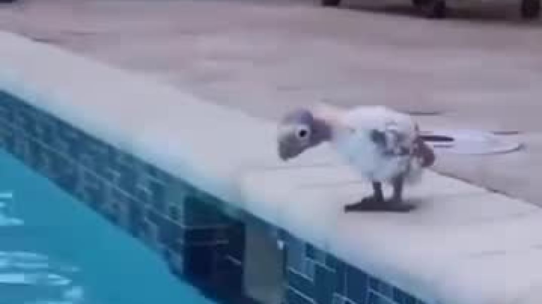 ⁣Viral video #viral #viral#@sarajsmsvlog