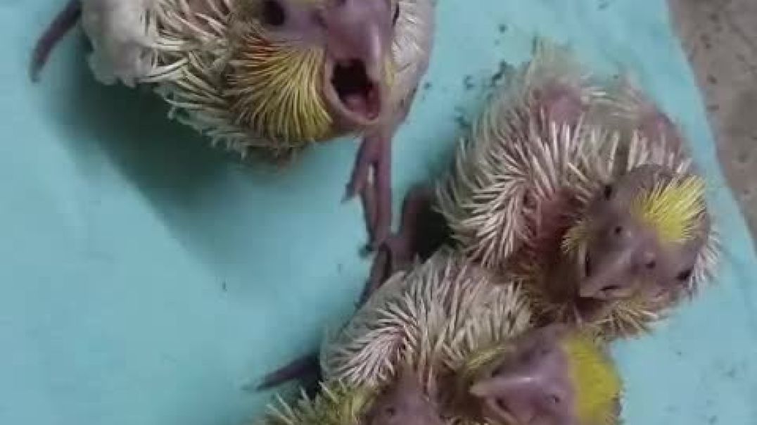 ⁣Cocktail bird baby