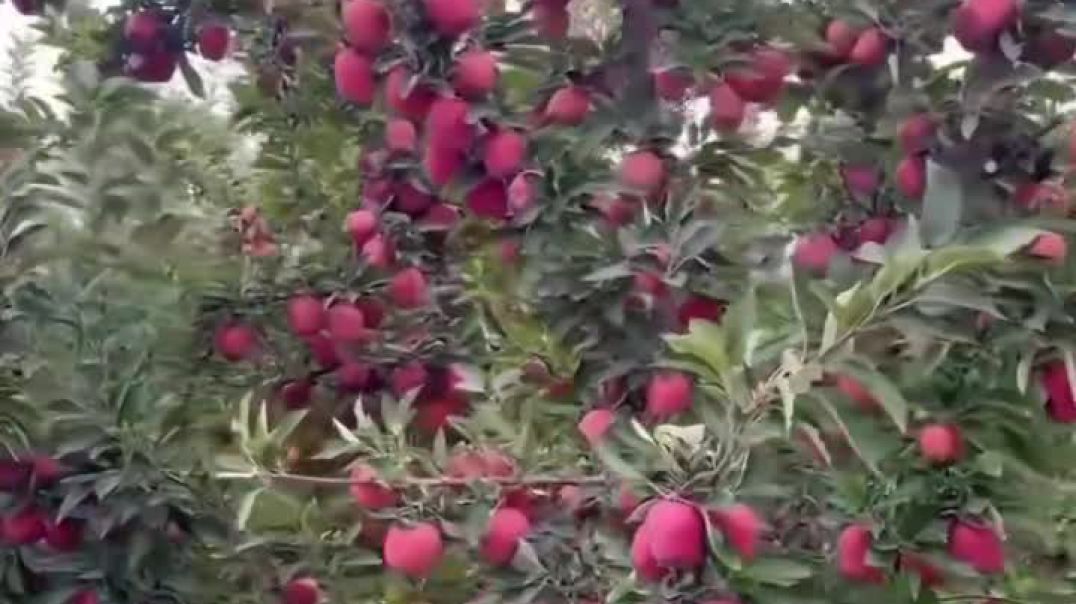 VID_20251017_211714_432