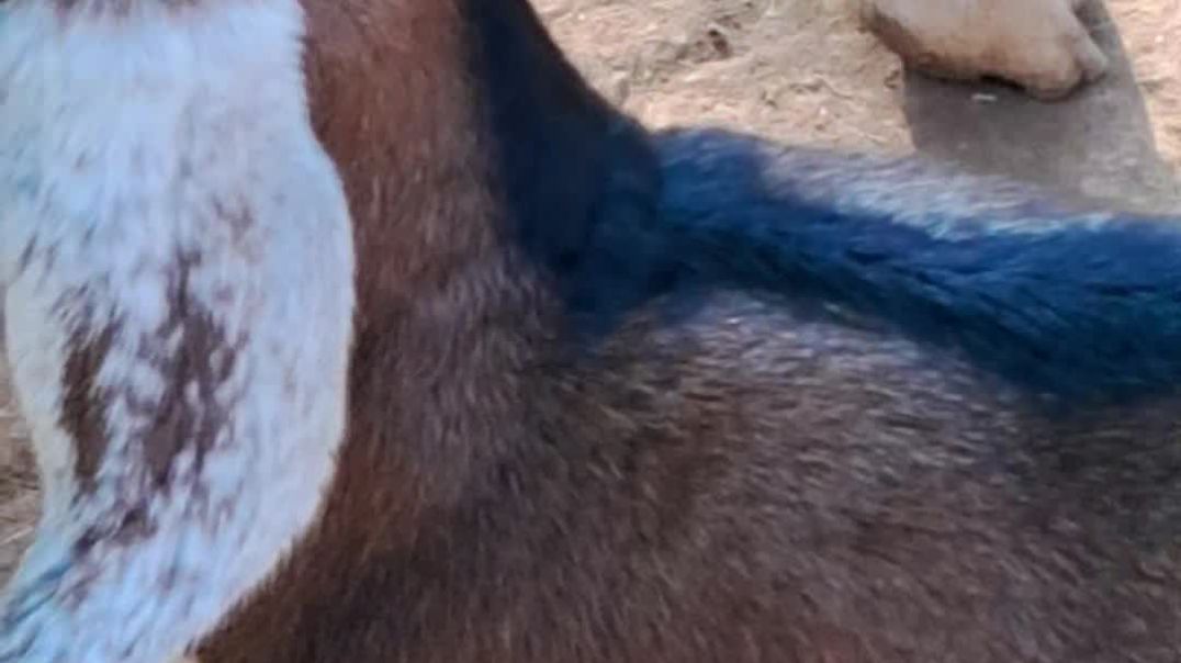 शोटी बकरी डान्स