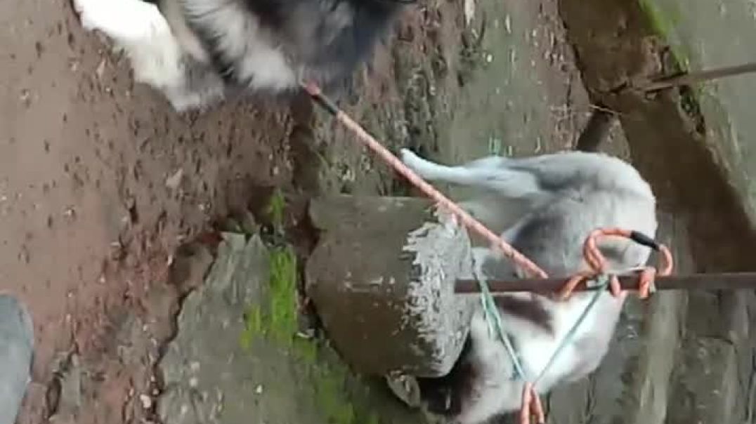 ⁣black white dog narmadi or chhota baccha sundari song trending shorts@🥀🐕‍🦺🐕‍🦺🐕‍🦺@sandip