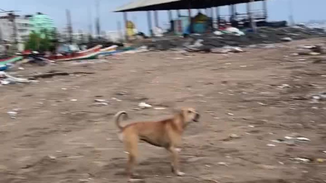 कुत्ते ही कुत्ता ढूँढने चले गए _deepaktilli _viral _comedy _share _dogs_of_instagram _mumbai _netfli