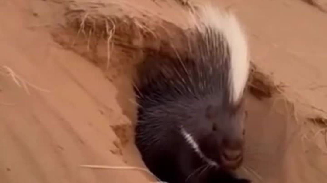 VID_20251204_050509_307