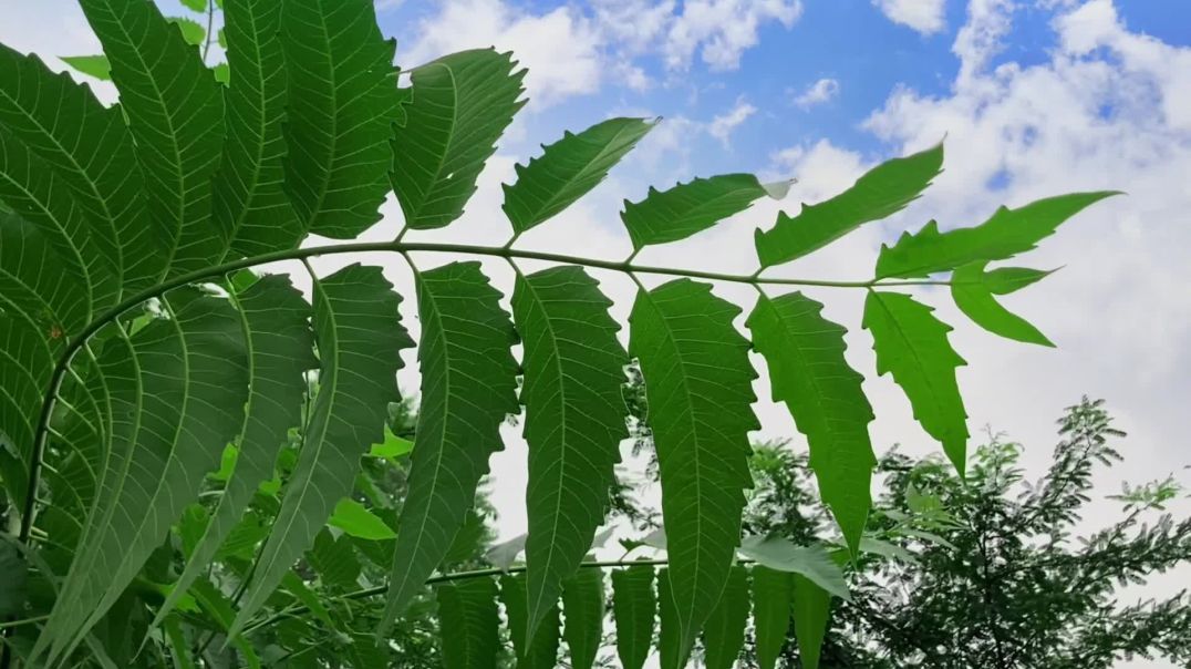 ⁣NATURE PHOTOGRAPHY VIDEO