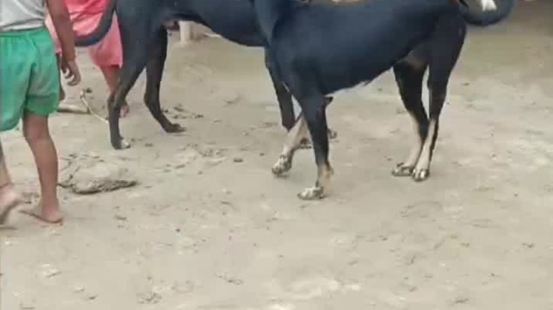 ⁣Haldi rasam ##😂 #comedy #reel #shortfeed🥰😍😍❤️❤️❤️