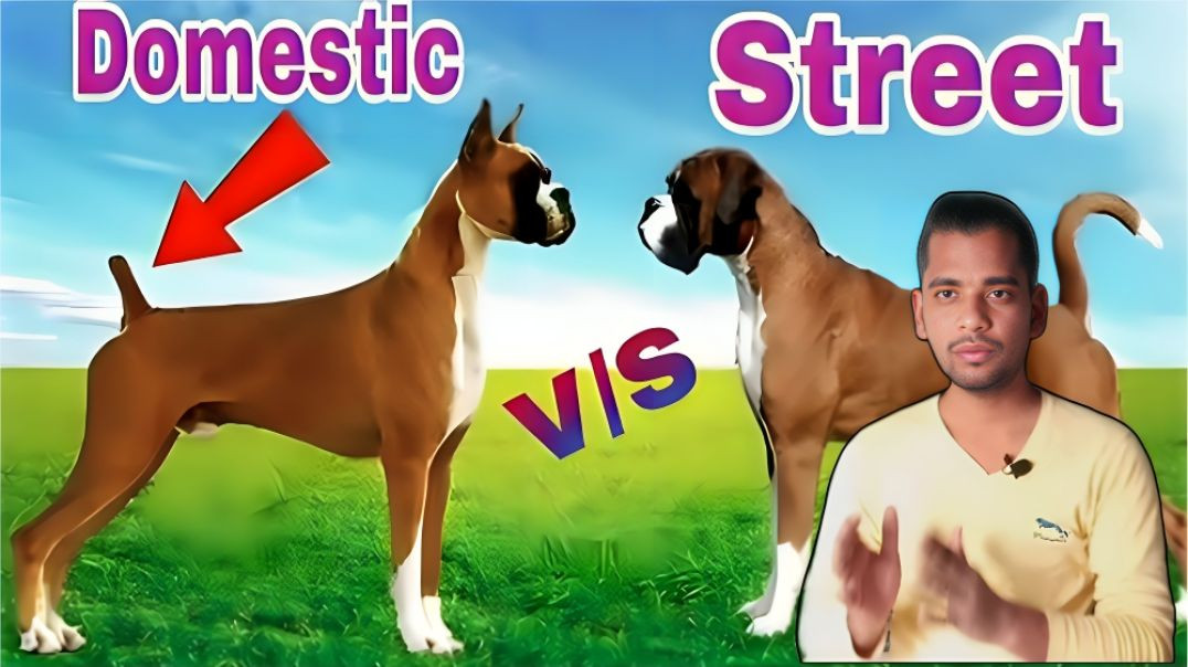 ⁣कुत्ते की पूंछ क्यों काट दी जाती है। dogi ki poonch kyo kati jati hai । AC Prashant