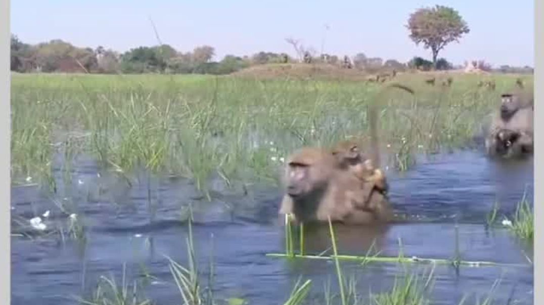 ⁣VID-20251210-WA0012