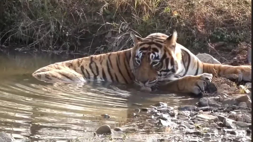 ⁣Tiger in Ranthambhor National Park #shorts