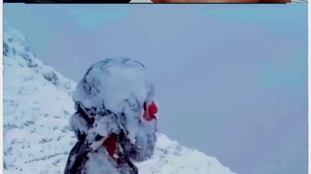 ⁣43K views · 36K reactions 🥶❄️ इतनी कड़कड़ाती ठंड 1766599834811_All_Video_Downloader