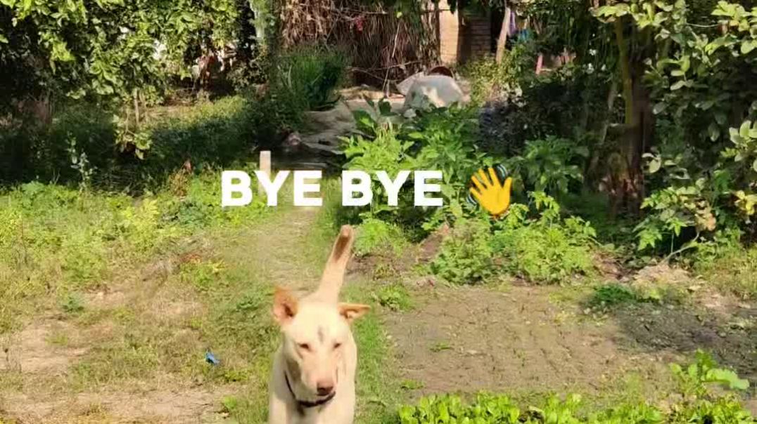 VID_20251208_170916_483