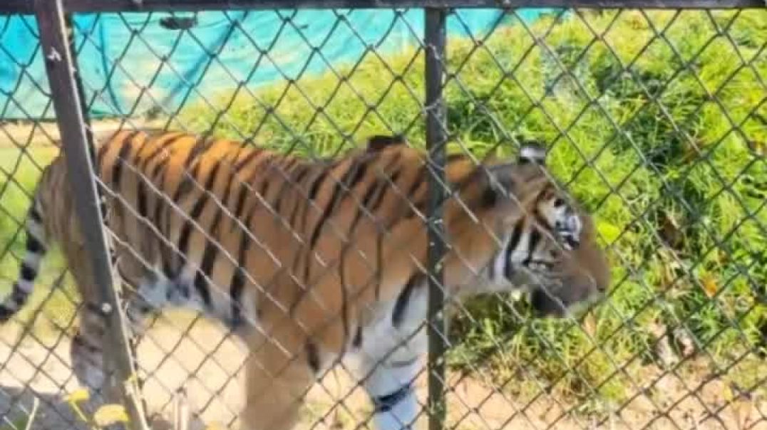 ⁣Animal short vlog.2 Bengal 🐯 tiger channel growth 📈 video