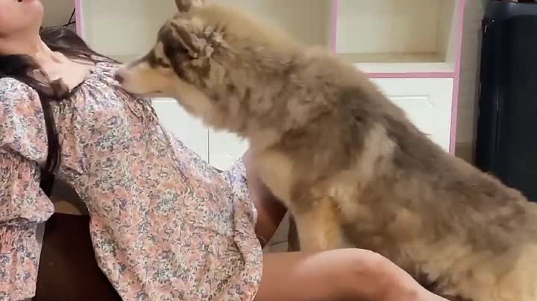 ⁣सुपर_मज़ेदार_टोटो,_टोटो_को_मेरा_खाना_चुराने_से_रोको(720p)