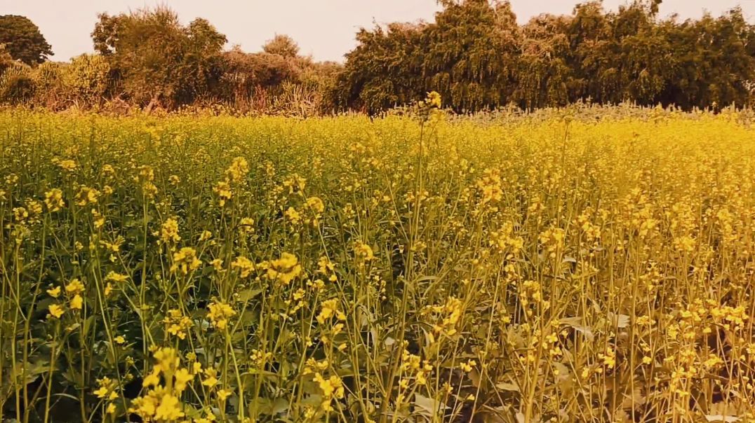 ⁣My farm house #farmhiuse