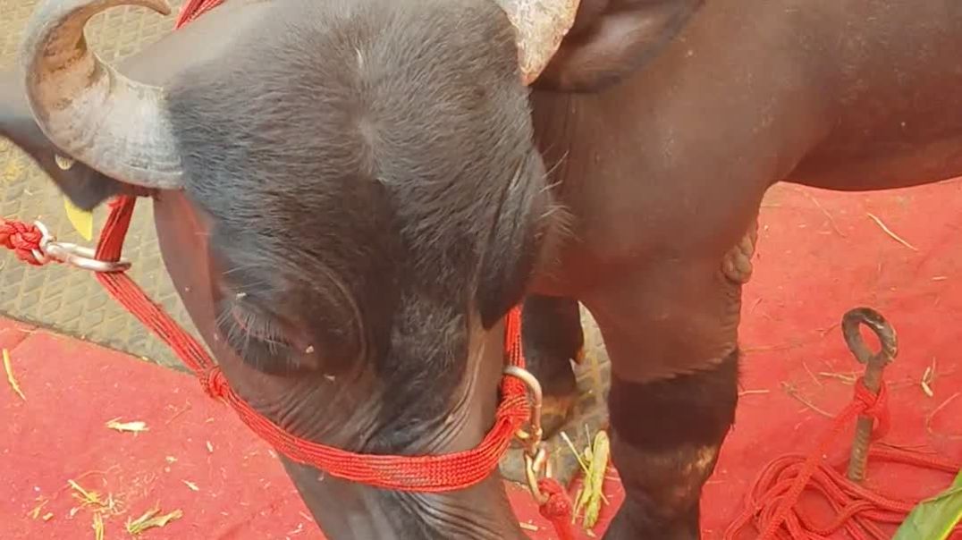 video_20251206_124711