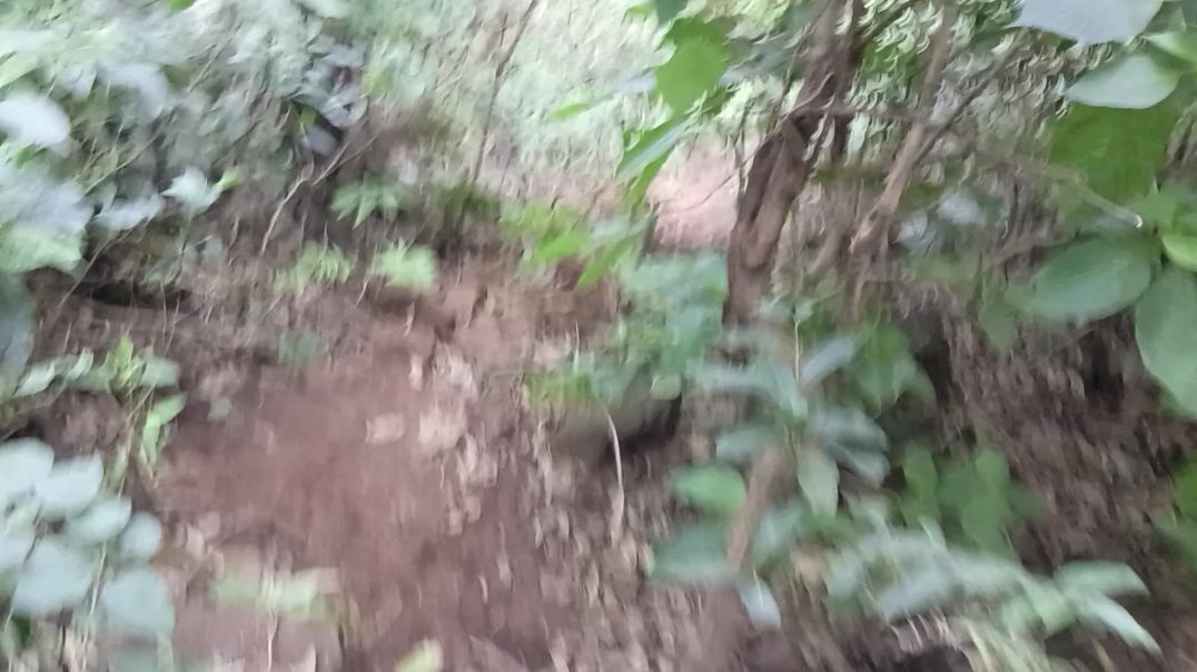 ⁣Jungle mein rasta bhatak Gaye