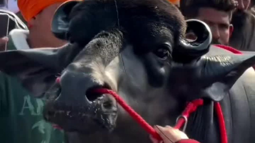 VID_20251207_005646_097