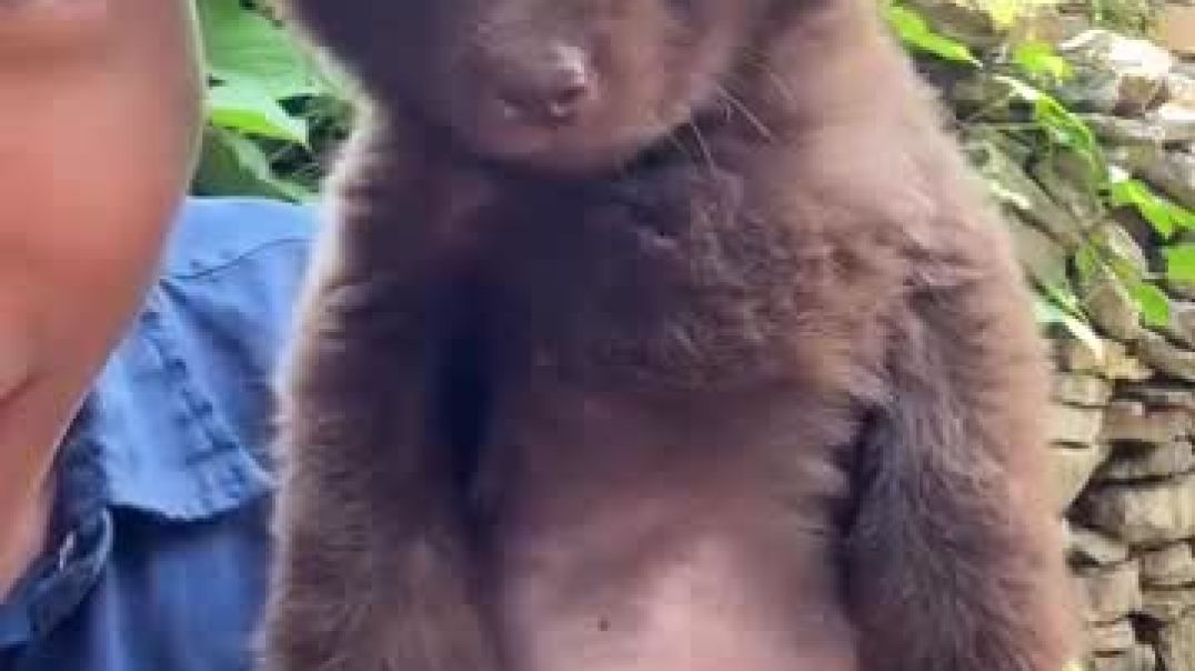 ⁣भालू का मासूम सा छोटा बच्चा 🐻🐻🐻🐻😘😘