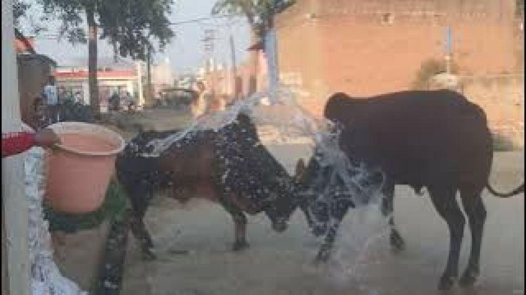 ⁣Red Bull vs Black Bull fights again #fight #fighter #funny #funnyvideo #fun #vlog