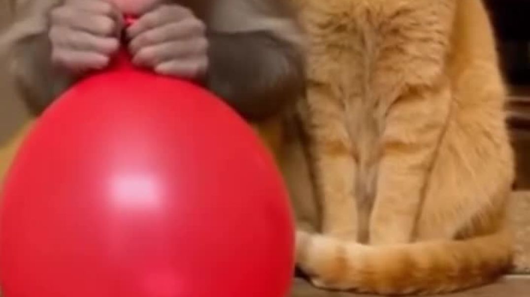 ⁣Monke and cat funny video 😂🤣